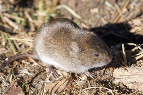 Meadow Vole (Microtus pennsylvanicus) 